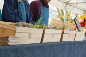 丹波篠山 山の芋フェア　兵庫県丹波篠山市